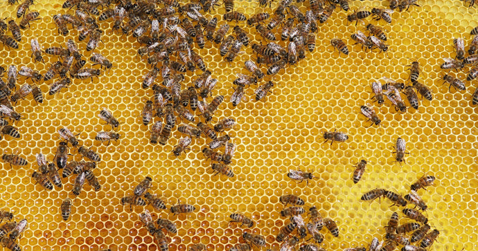 THE STICKY BEESWAX DEBATE